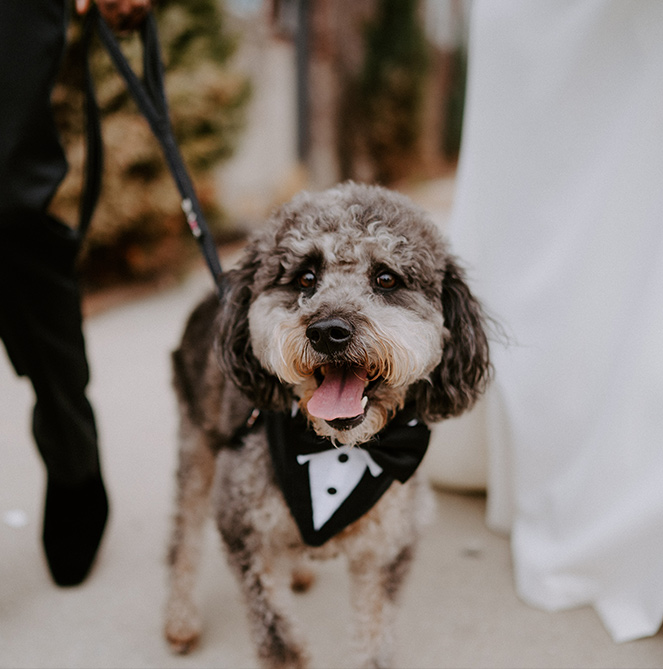 How to Involve a Pet in Your Wedding