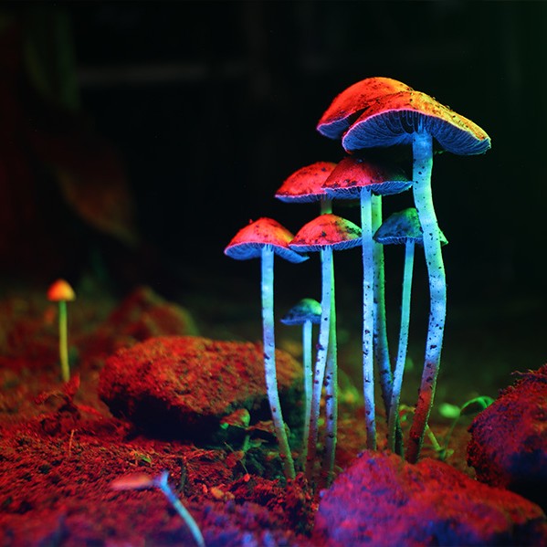 Shroom Sermons